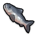 "Sea trout illustration"