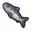 Sea trout